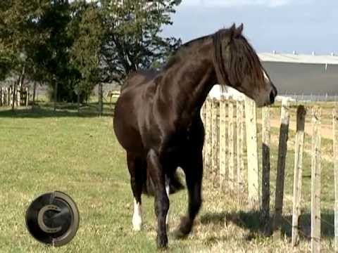 Señuelo: a Chilean that Brazil will not forget.