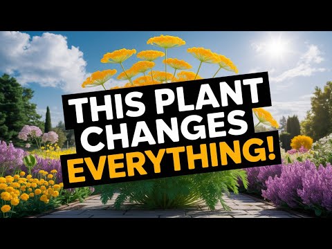 Grow Dill Like a Pro: Pollinator Magnet, Pest Fighter, Garden Hero