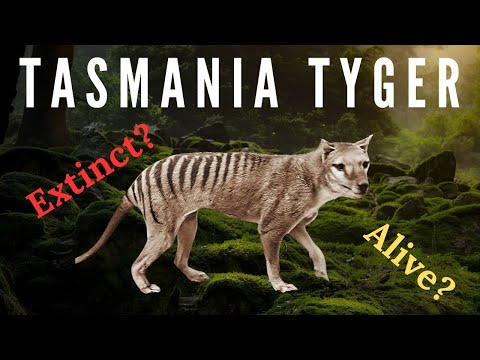 THYLACINE - Full history, Extinction, Sightings, De Extinction