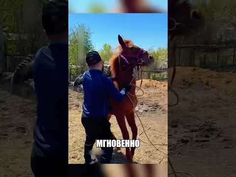 Шокирующий совет отца СОТВОРИЛ ЧУДО🤯🧠🐴