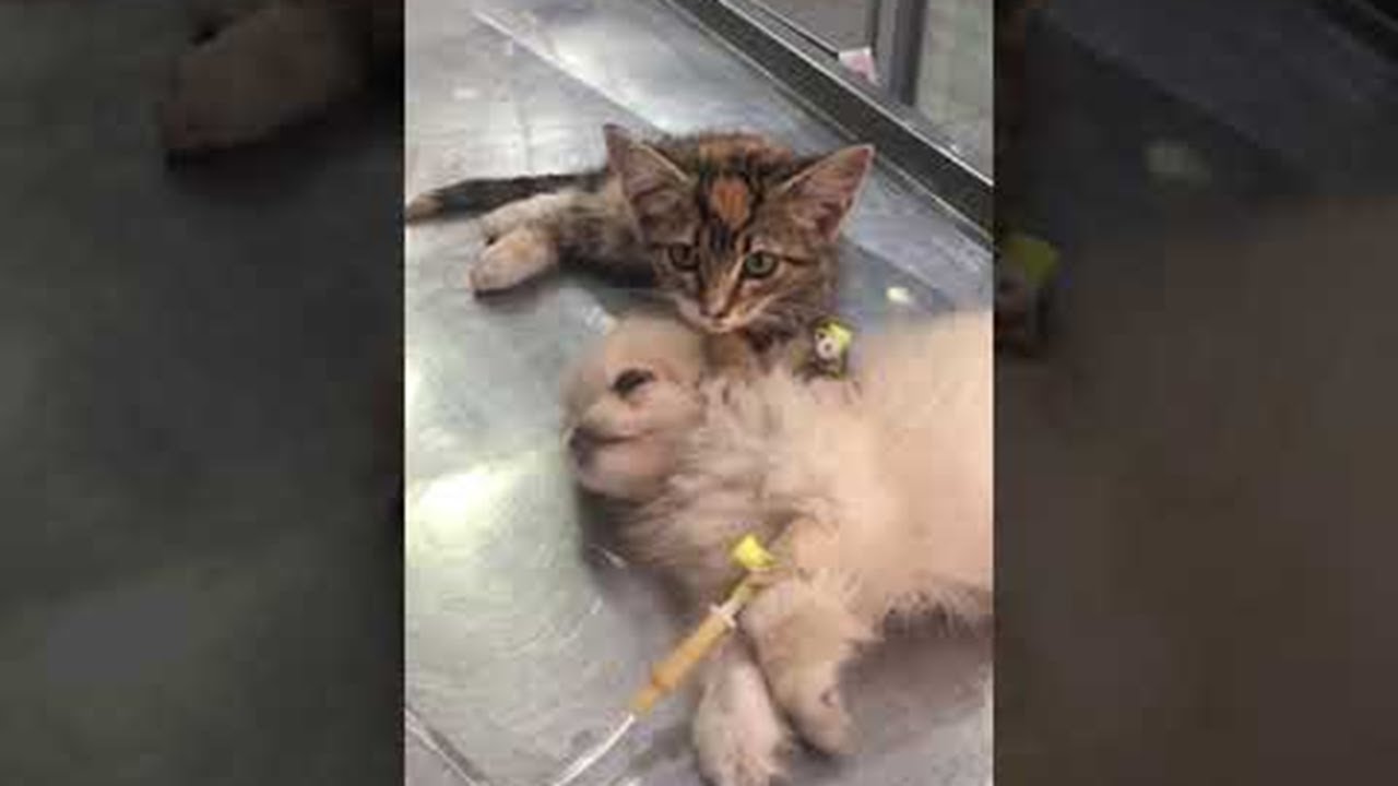 Маленький котик успокаивает больного щенка в ветеринарной клинике