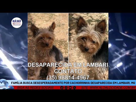 Família busca desesperadamente por cachorrinha desaparecida em Lambari, MG