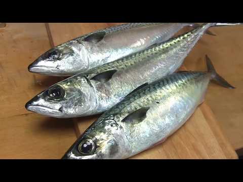鯖のさばき方～しめ鯖の作り方と握り 寿司屋の仕込み how to fillet a mackerel  and make sushi and shimesaba