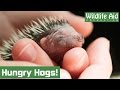 Baby hedgehogs love their food!