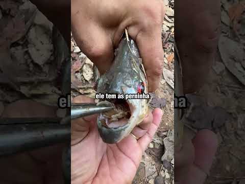 “Piolho de peixe” é encontrado dentro de piranha e chama atenção! 😮🐟