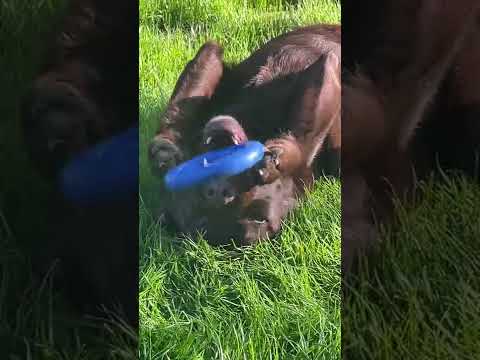 Gaghi è il relax post veterinario ❤️❤️❤️❤️❤️❤️❤️❤️