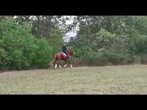 3j Stute von Quaterback x Destano 170 cm