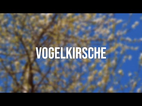 Mit Vogelkirsche aufforsten