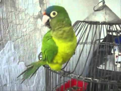 what does the parrot say?