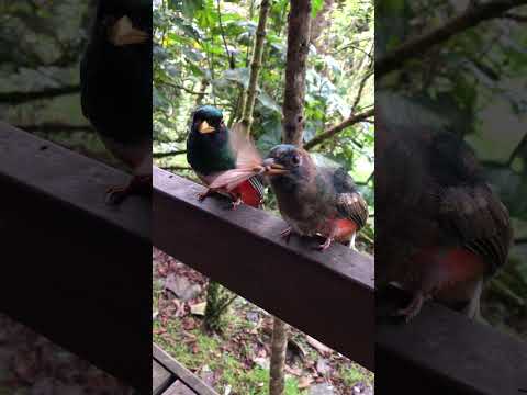 Cabañas San Isidro  Ecuador/Sudamérica…