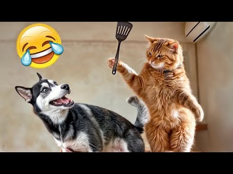 CLASSIC Dog and Cat Videos😻😜1 HOURS of FUNNY Clips👋🐶😎