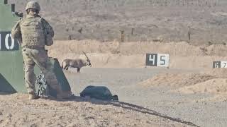 Oryx during M4 range