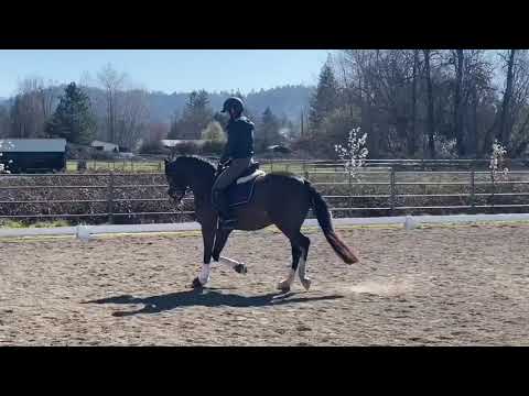 Magnum, German Riding Pony by FS Mr. Right, March 2020