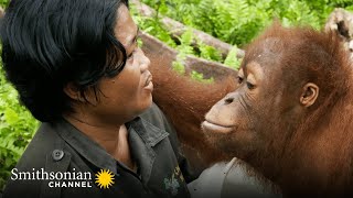 An Orphan Orangutan Tries to Trick His Caregiver 🤔 Orangutan Jungle School | Smithsonian Channel