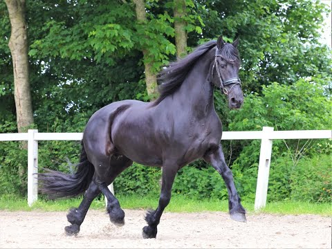 Stal Okkema's Xesta Aukje - Gjalt x Ids - mare - 1.66m - 2007