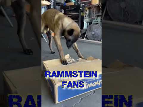 "lo que amo" 😈🐕‍🦺🤘 Malinois