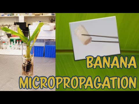 Tutorial #Banana Micropropagation (in vitro/Tissue culture/Cultivo de tejidos)