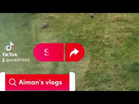 summer vlog  aiman's vlogs