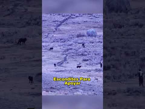 The most heart-stopping moment in the forest park#Wildlife #shorts#animals #US #fyp