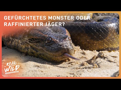 Gigantisch und tödlich: Die Anakonda & ihre Geheimnisse