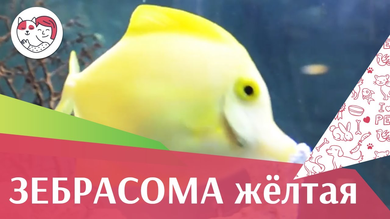Зебрасома желтая Уход и содержание на ilikepet