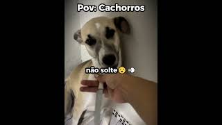 O cachorro emagreceu tanto que a roupa pediu demissão 🤣#engraçado #cachorro #shorts
