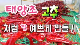 반태양초 만드는법   고추 건조대 쉽게 만들기 고추 건조시 주의 할점 고추재배