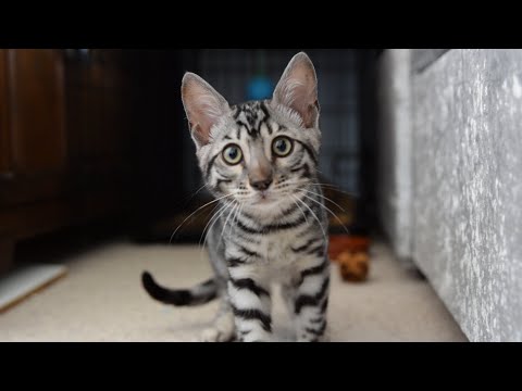 Introducing Dusty the Silver Bengal Kitten