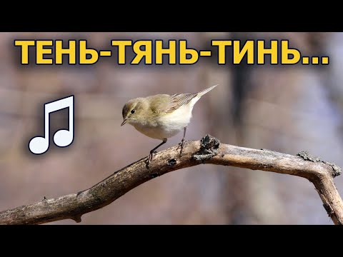 Кто поёт «тень-тянь-тинь» //Берёзовый сок: День #6//#ГолосаПтиц 7