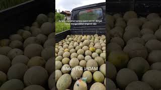 Download lagu Panen melon full JADAM mp3 Download lagu Panen melon full JADAM mp3