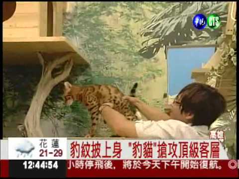 鎖定金字塔頂端 引進50萬"豹貓"!