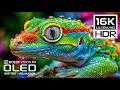 BEST Vivid OLED HDR TEST 16K HDR Nature Video Dolby Vision 120FPS 8K 4K Video TV