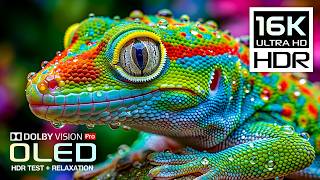 Download lagu BEST Vivid OLED HDR TEST | 16K HDR Nature Video | Dolby Vision 120FPS (8K/4K Video TV) mp3 Download lagu BEST Vivid OLED HDR TEST | 16K HDR Nature Video | Dolby Vision 120FPS (8K/4K Video TV) mp3