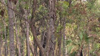 Frilled Lizard (Chlamydosaurus kingii)