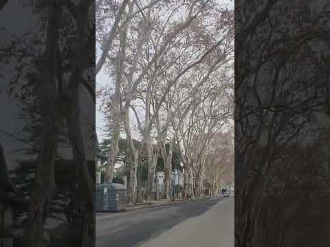 Recorriendo el Prado, uno de los barrios más tradicionales de Montevideo.