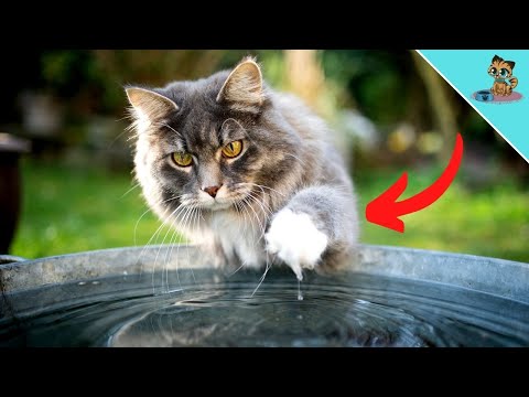 THAT'S Why Your Cat Dips Her Paw In The Water!