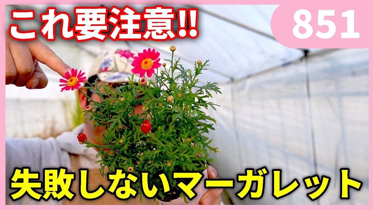 失敗しないマーガレットの育て方 by 園芸チャンネル 851 #園芸 #ガーデニング #初心者