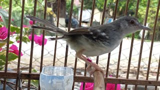 Download lagu Ciblek betina gacor yang jantan langsung nyambar dan nembak mp3