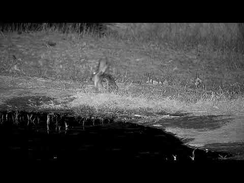 Djuma: Scrub Hare at the pan - 20:55 - 09/23/21