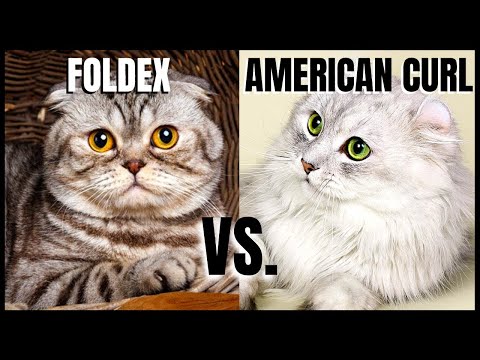 Foldex Cat VS. American Curl Cat