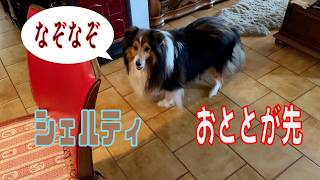 【シェルティ】おととが先【フランス田舎暮らし🇫🇷】#犬の散歩 #賢い犬 #犬のいる暮らし #マイペースな犬
