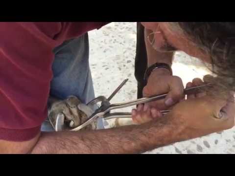 Slide 5 - Jackaroo Hoof Tester  (video)