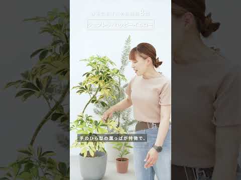 シェフレラ、ラディアント アラリア 植物