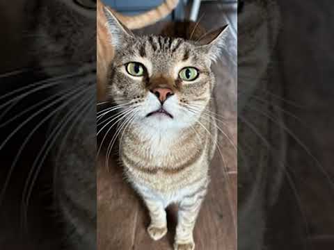 🐈 Meet Oliver and Teddy! 🐾