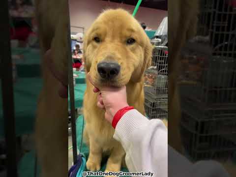 Top 5 Reasons Why You Should Get A Golden Retriever!