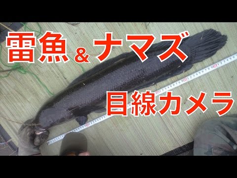 IUCN分類における絶滅の危険性を示す図。