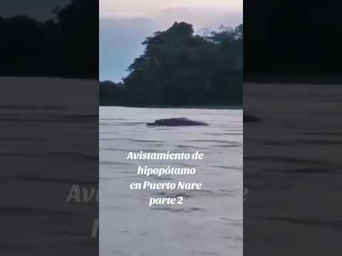 Hipopótamo en Puerto Nare Antioquia #viral #viralvideo #loúltimo #virlshort #shortvideo #short #fyp
