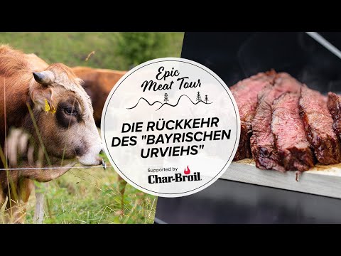 Auf den Spuren des "bayerischen Urviehs": Fast ausgestorben und wiederentdeckt (Epic Meat Tour 5/5)