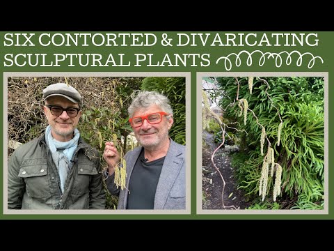 Six great plants with contorted or divaricated stems to give sculptural interest in the garden!