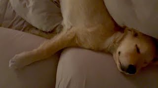 A golden retriever puppy who snoring and sleeping from me drives me to the edge of the bed